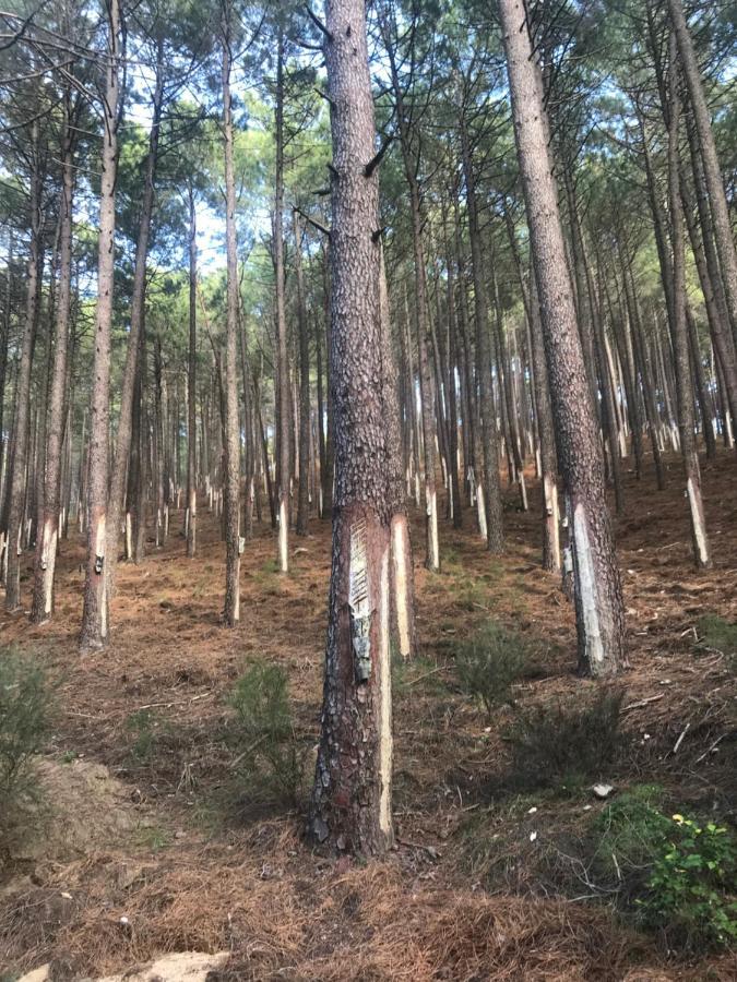 Posada Rural La Resinera ラ・アドラダ エクステリア 写真